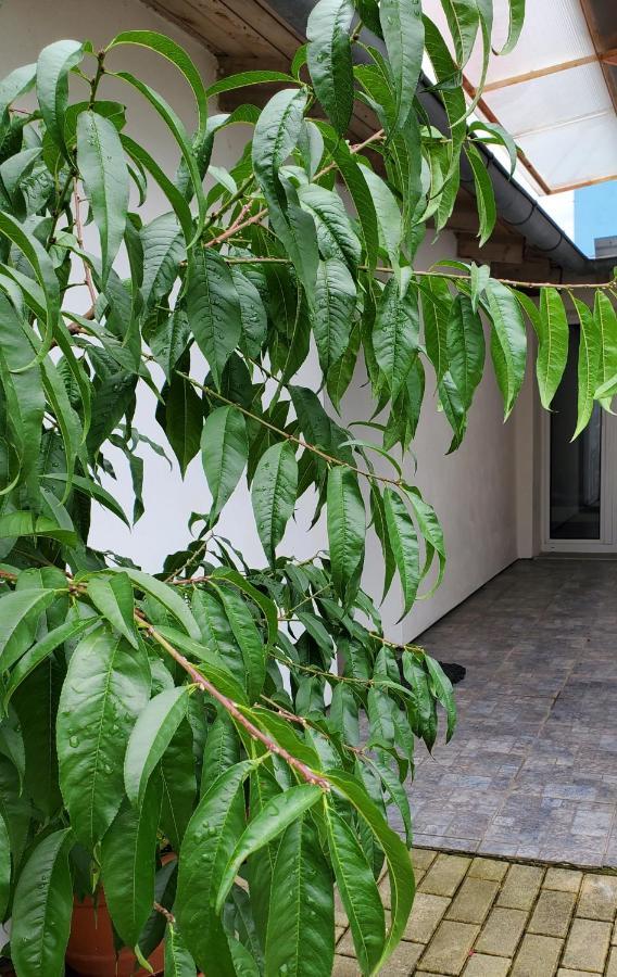 Apartman Stary Liskovec Brno Zewnętrze zdjęcie